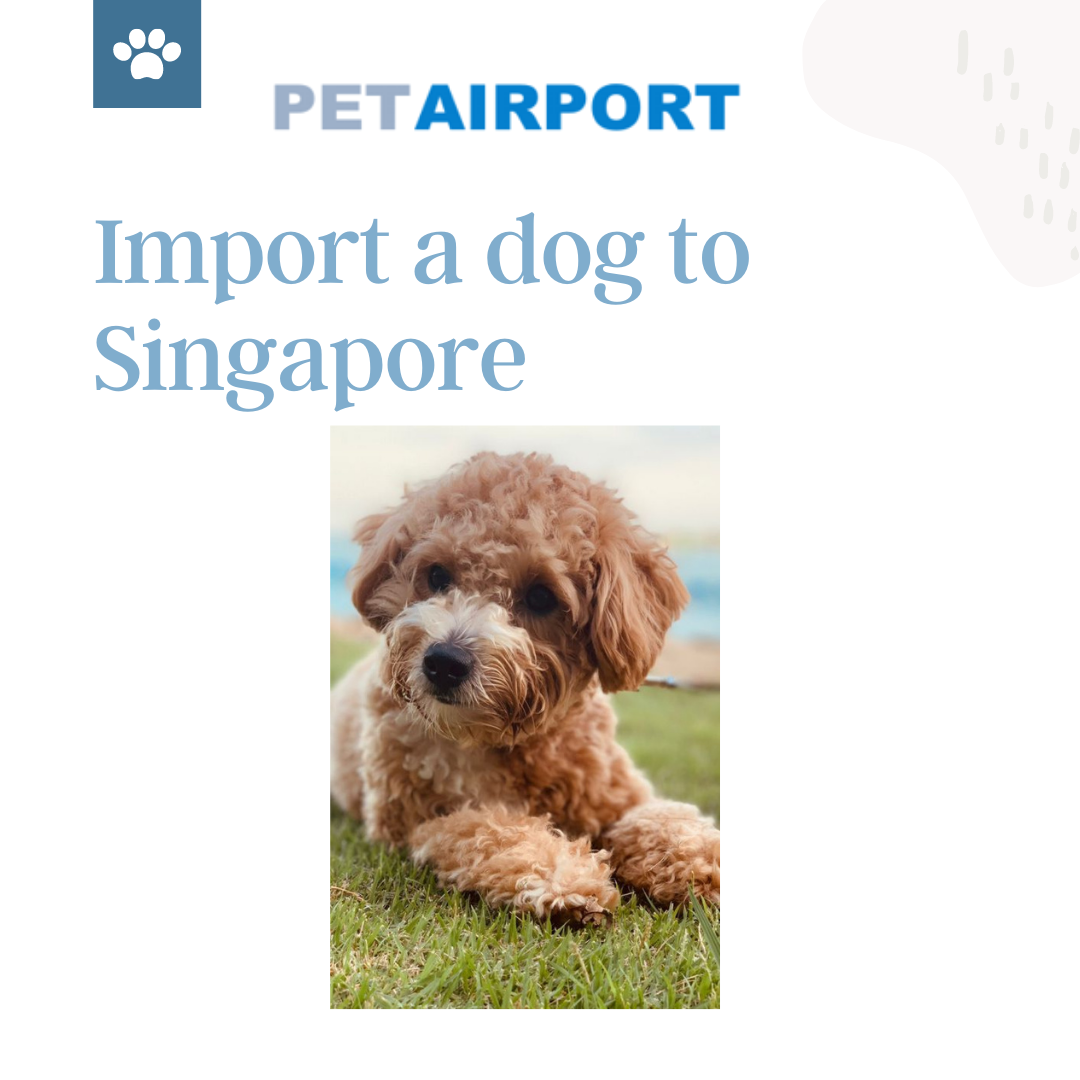 Import a dog to Singapore